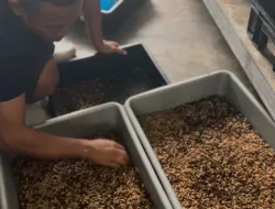 Panen Maggot 30 Kg, Lapas Kelas IIA Cilegon Wujudkan Kemandirian Warga Binaan Lewat Inovasi Ketahanan Pangan